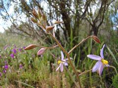 Cyanella