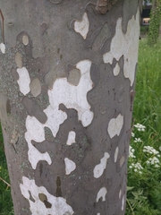 Platanus