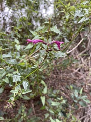 Stachys thunbergii