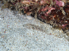 Fusigobius