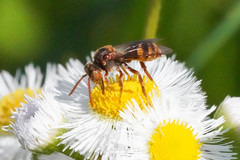 Nomada japonica