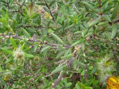 Gorteria integrifolia