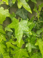 Hedera helix