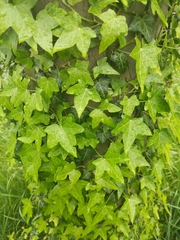 Hedera helix