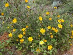 Gorteria integrifolia