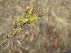 Salix pierotii