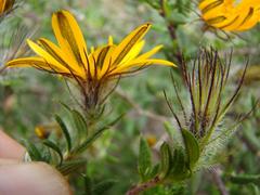Gorteria integrifolia