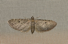 Eupithecia virgaureata