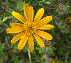 Gorteria integrifolia