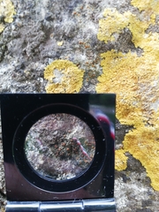 Protoblastenia rupestris