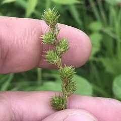 Carex normalis
