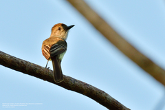 Myiarchus yucatanensis