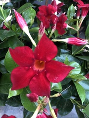 Mandevilla