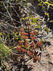 Crassula setulosa