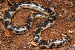 Afrotyphlops schlegelii