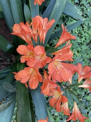 Clivia