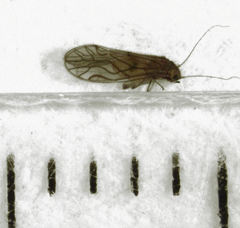 Austropsocus hyalinus