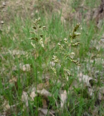 Anthoxanthum repens