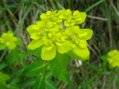 Euphorbia verrucosa