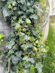 Hedera helix