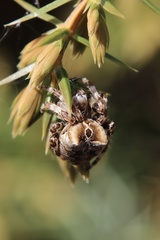 Araneus grossus