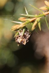 Araneus grossus