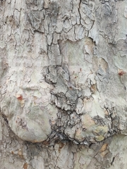 Platanus