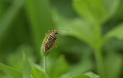 Rhopalus parumpunctatus