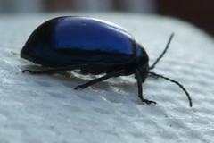 Agelastica alni