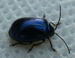 Agelastica alni