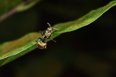 Polyrhachis proxima