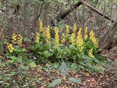 Calanthe sieboldii