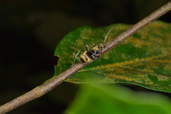 Polyrhachis proxima