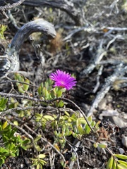 Lampranthus pauciflorus