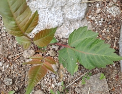 Toxicodendron trichocarpum