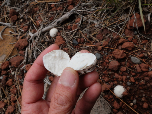 iNaturalist observation photo of puffballs
