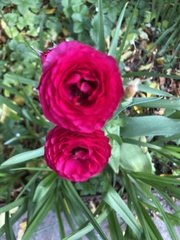 Ranunculus