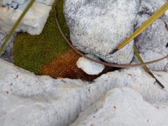 Hypodontium pomiforme