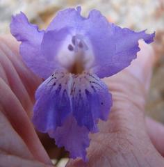 Gladiolus atropictus