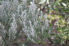 Olearia axillaris