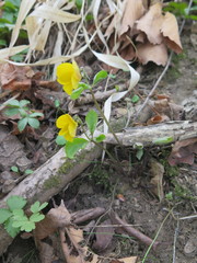 Viola xanthopetala