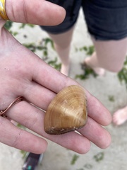 Macridiscus aequilatera