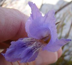 Gladiolus atropictus