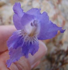 Gladiolus atropictus