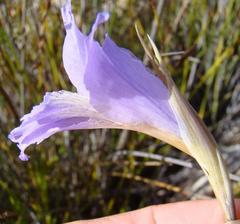 Gladiolus atropictus