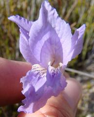 Gladiolus atropictus