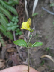 Viola xanthopetala