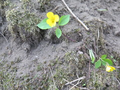 Viola xanthopetala