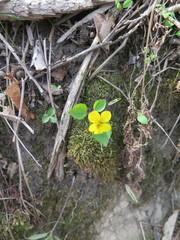 Viola xanthopetala
