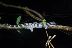 Cyrtodactylus intermedius